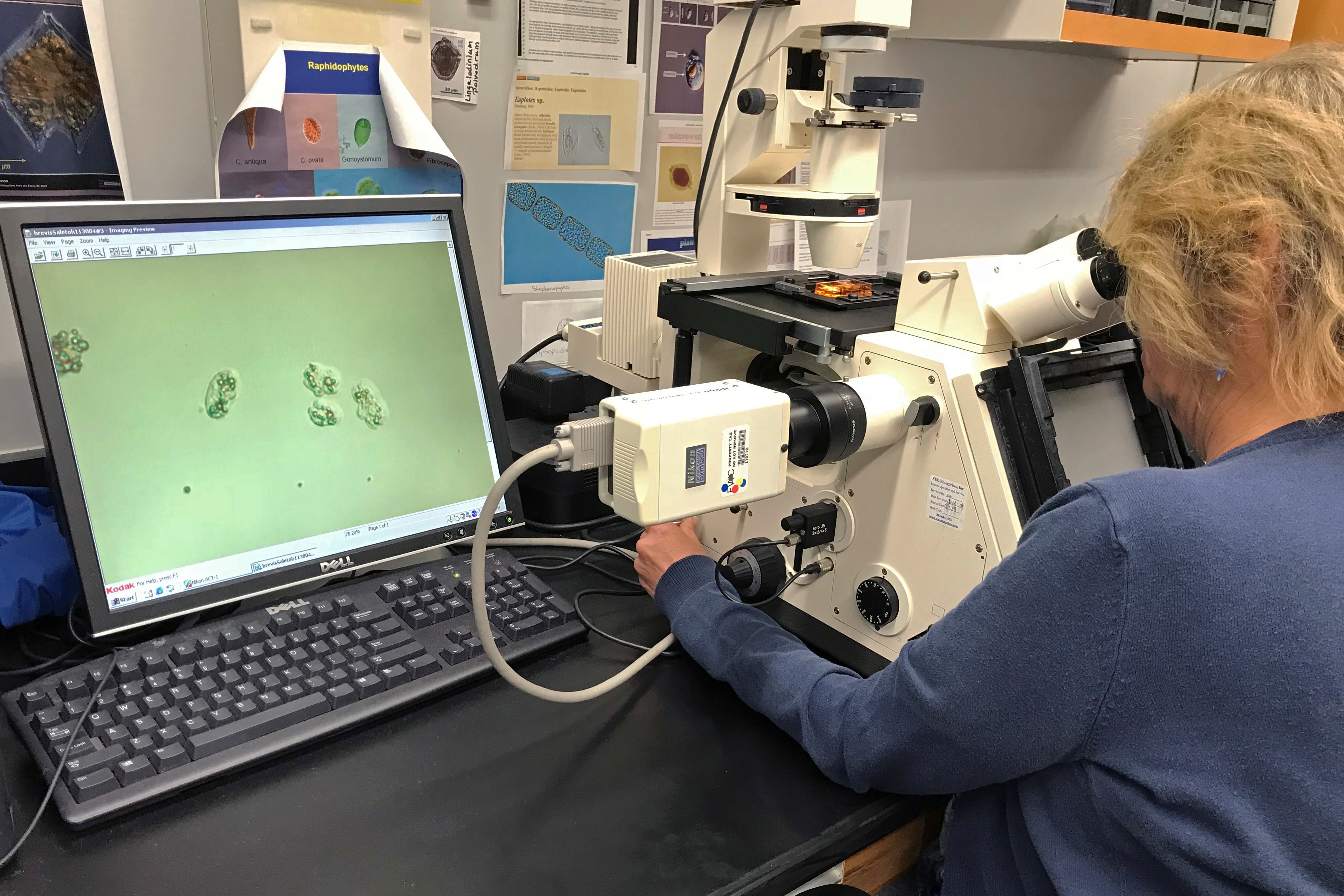 FWC's Harmful Algal Bloom scientist counting Karenia brevis (red tide) cells during water sample processing.