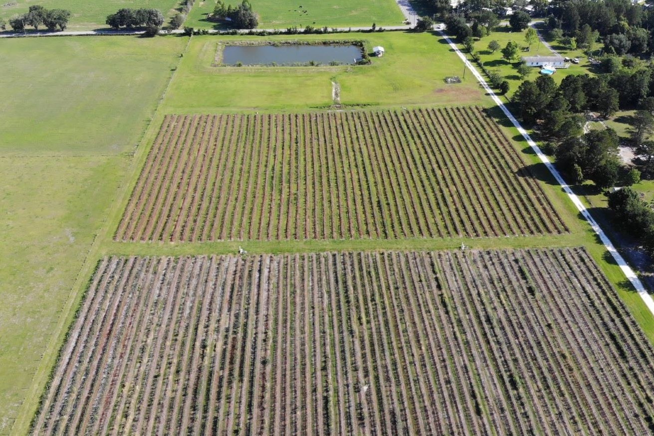 Row crops with storage pond