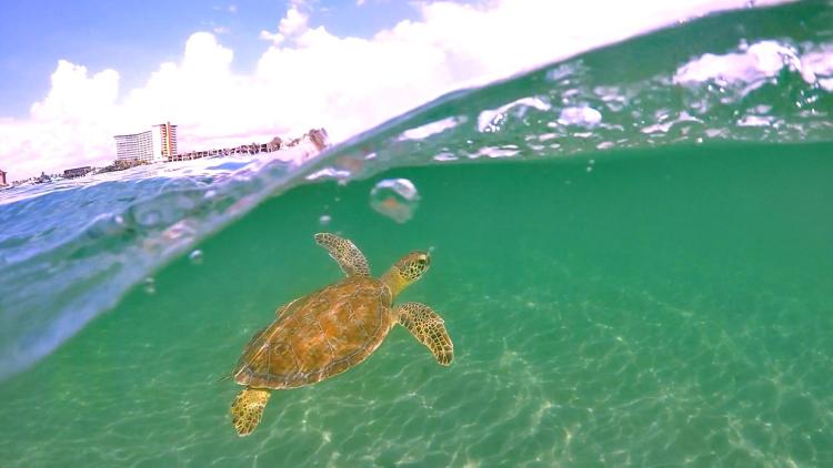 green sea turtle